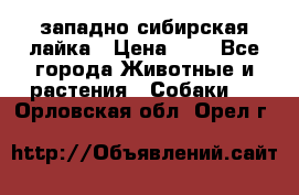 западно сибирская лайка › Цена ­ 0 - Все города Животные и растения » Собаки   . Орловская обл.,Орел г.